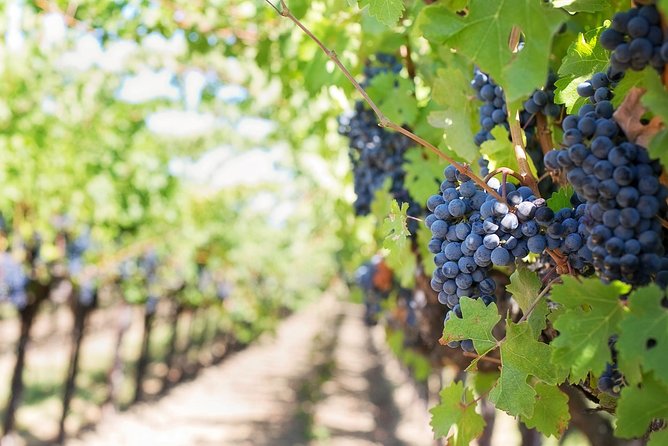 Full-Day Stellenbosch, Franschhoek and Paarl Wine Tasting Tour from Cape Town - Paarl, Drakenstein Prison, and Laborie Wine Farms