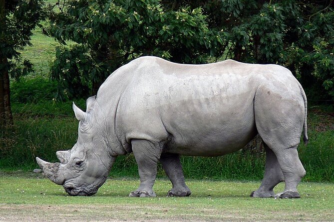 Full Day -Tala Game Reserve, Natal Lion Park, Phezulu From Durban - Natal Lion Park and the elephant stop