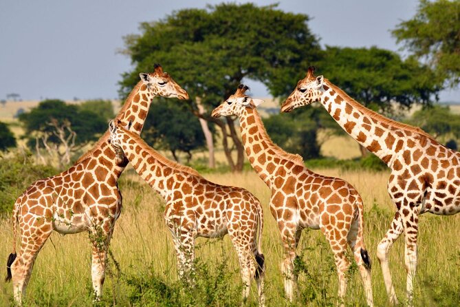 Full Day -Tala Game Reserve, Natal Lion Park, Phezulu From Durban - Phezulu Safari Park adds culture and reptiles