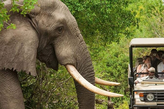 Full Day -Tala Game Reserve, Natal Lion Park, Phezulu From Durban - How much wildlife can you expect?
