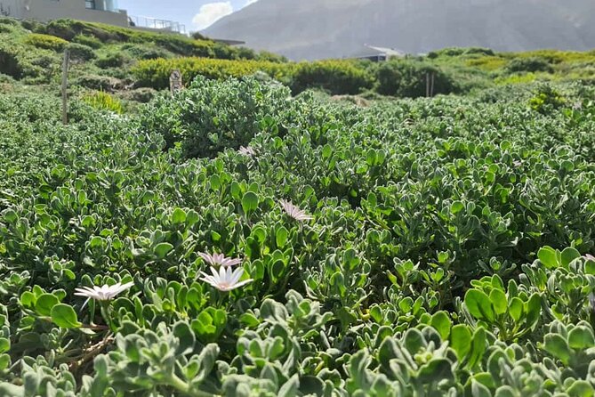 Full-Day Tour Stony Point Penguin Colony at Betty's Bay (up to 10 persons) - A private vehicle changes the feel of the day