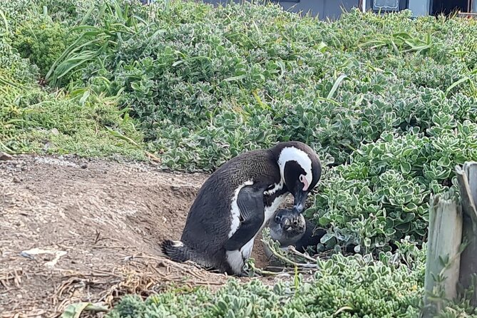 Full-Day Tour Stony Point Penguin Colony at Betty's Bay (up to 10 persons) - Simon’s relaxed guiding style and the photo service