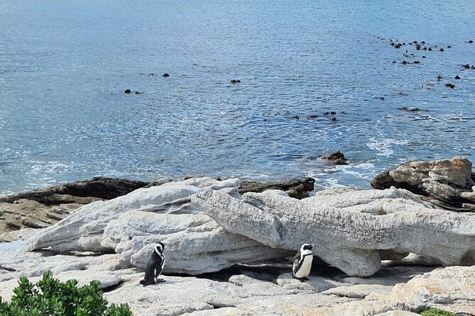 Full-Day Tour Stony Point Penguin Colony at Betty's Bay (up to 10 persons) - What the $68.42 price really covers