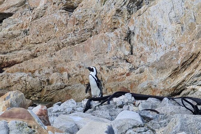 Full-Day Tour Stony Point Penguin Colony at Betty's Bay (up to 10 persons) - Three hours among the penguins at Betty’s Bay