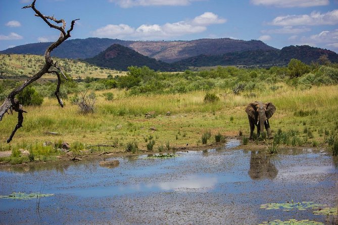 Full Day Ultimate Pilanesberg National Park Safari from Johannesburg or Pretoria - The afternoon drive and changing animal activity