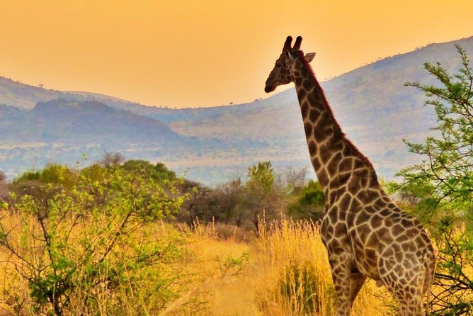 Full Day Ultimate Pilanesberg National Park Safari from Johannesburg or Pretoria - Photography and comfort in the open vehicle