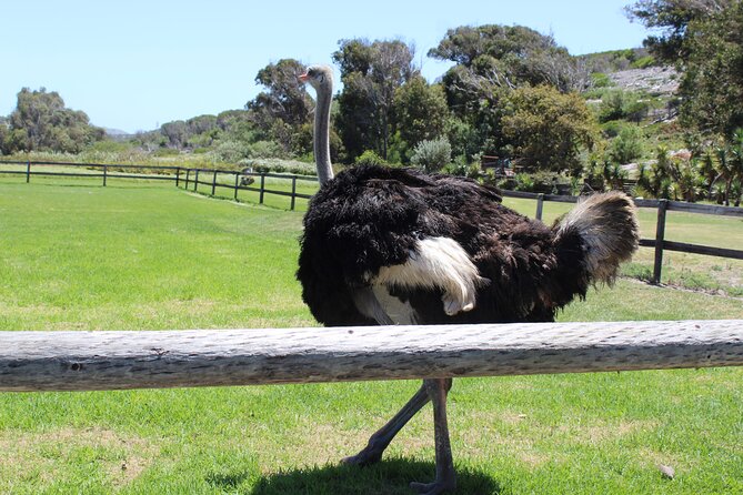 Full Day visit to Cape Point Cape of Good Hope for Special needs from Cape Town - Boulders Beach and Simon’s Town penguins