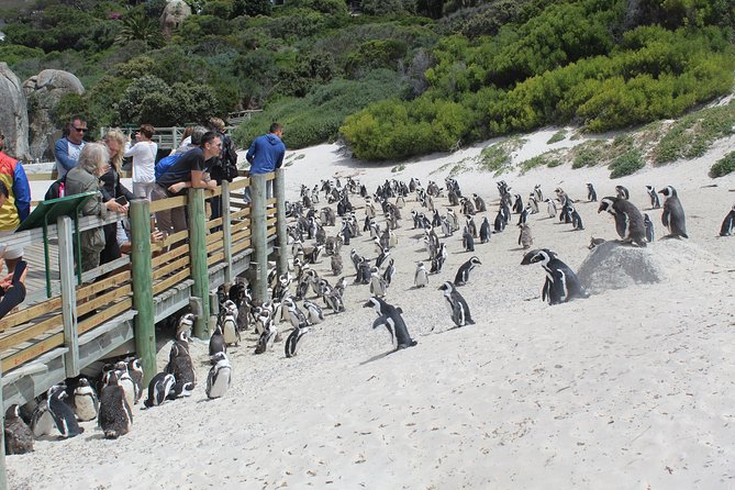 Full Day visit to Cape Point Cape of Good Hope for Special needs from Cape Town - A short look at historic Simon’s Town