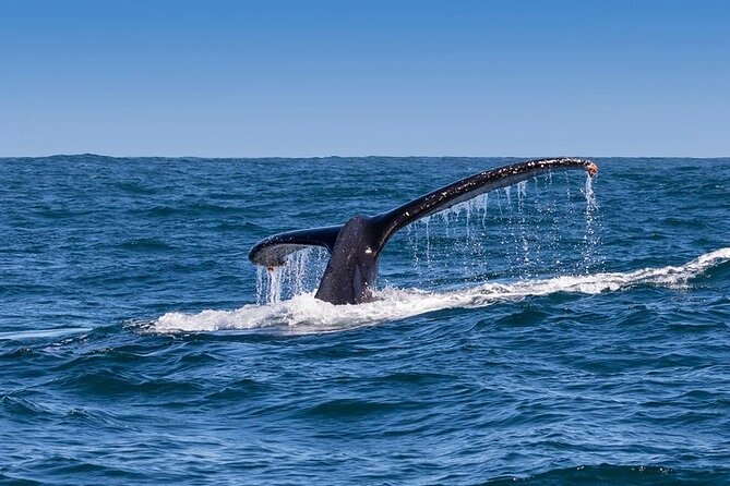Full-Day Whale Watching and Wine Region Experience from Cape Town - Hemel en Aarde brings wine after the sea