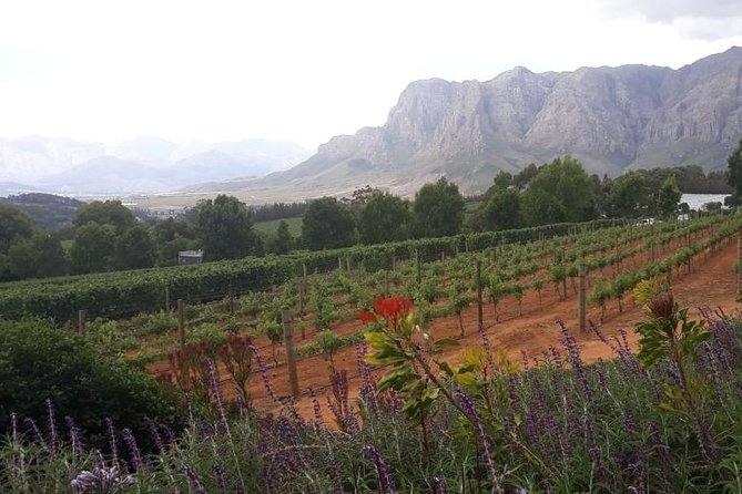 Full Day Wine Tasting in Stellenbosch, Franschoek & Paarl fees included - What the $85 price really covers