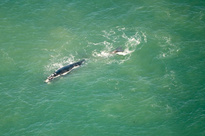 Full Peninsula Scenic Helicopter Flight with Free Boat Cruise - Is $531.14 good value?