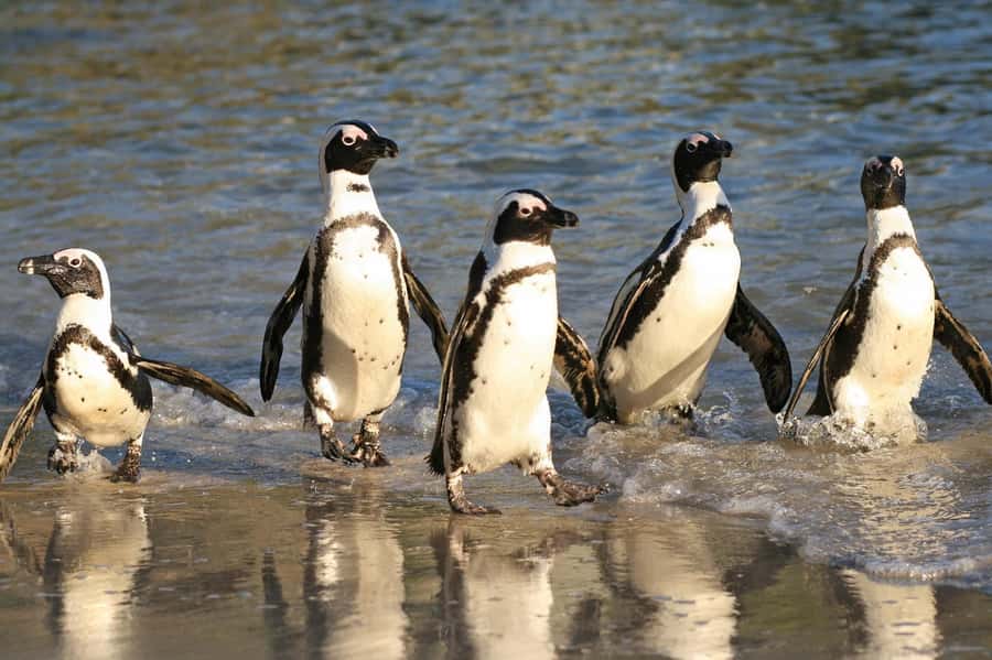 Fully Day Cape Of Good Hope, Penguins, Bo Kaap , Seals Tour - Hout Bay and the optional boat to Duiker Island