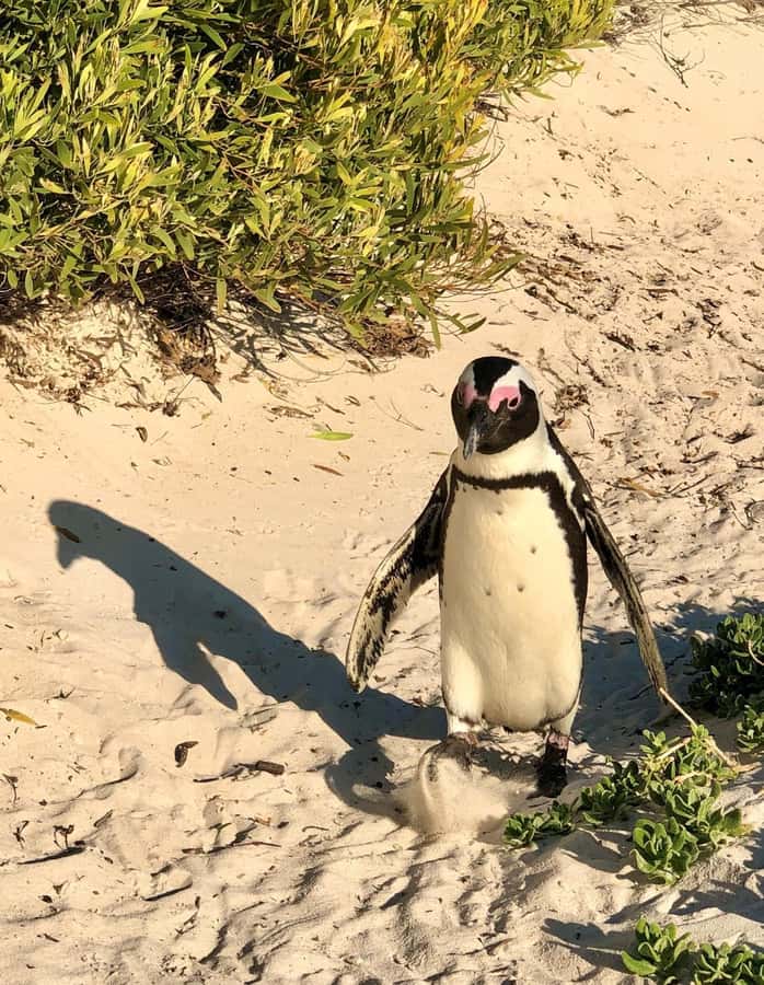 Fully Day Cape Of Good Hope, Penguins, Bo Kaap , Seals Tour - Noordhoek coffee and a useful pause