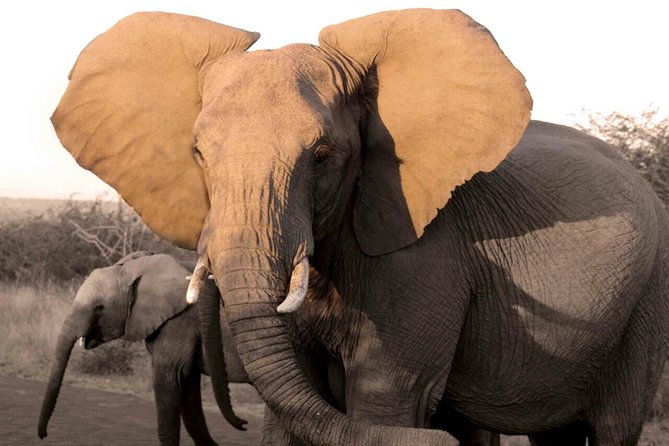 Fully inclusive Pilanesberg safari from Johannesburg - Key points at a glance