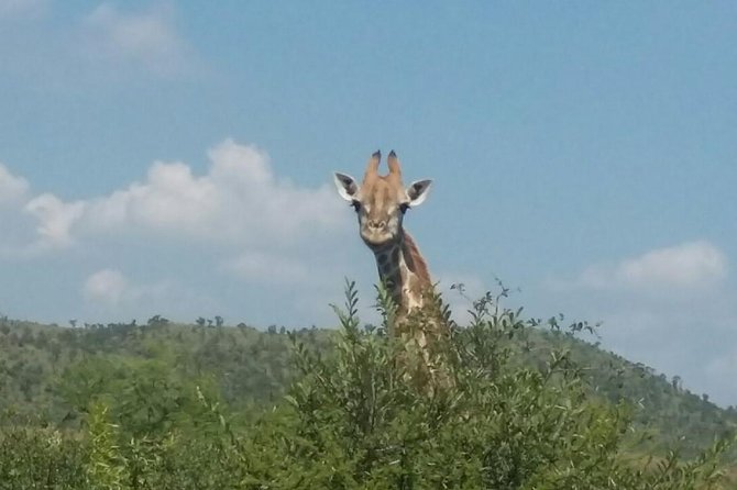 Fully inclusive Pilanesberg safari from Johannesburg - Why Pilanesberg works for a one-day safari
