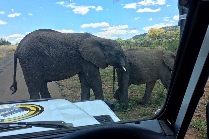 Fully inclusive Pilanesberg safari from Johannesburg - What the $230.87 price really covers
