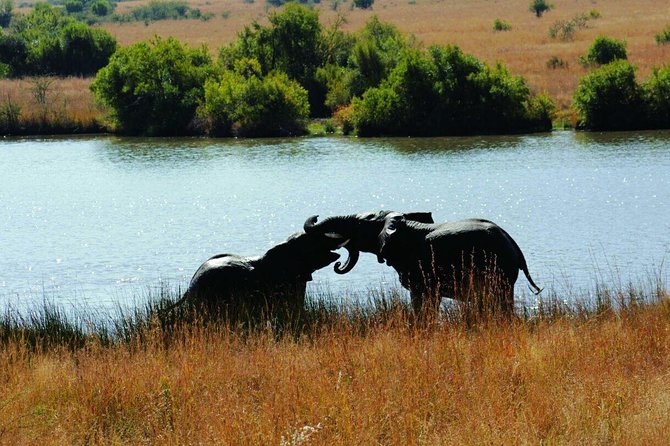 Fully inclusive Pilanesberg safari from Johannesburg - Is this Pilanesberg day trip worth booking?