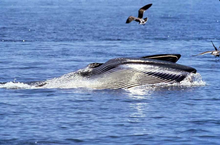 Gansbaai and Big 5 Sea Safari Full-Day Tour from Cape Town - Key points to know before booking