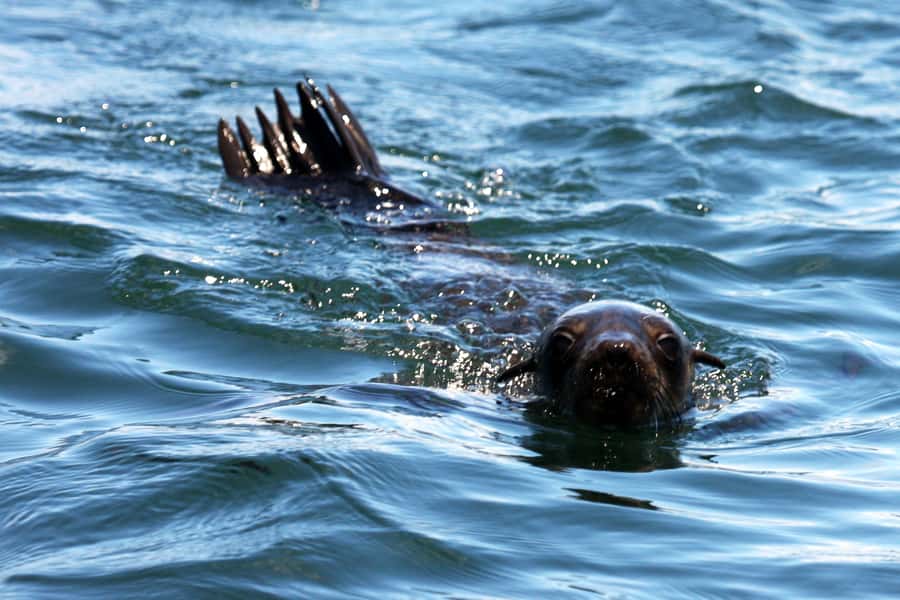 Gansbaai and Big 5 Sea Safari Full-Day Tour from Cape Town - What you might see, and what you might miss