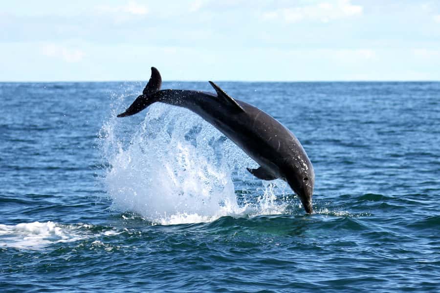 Gansbaai and Big 5 Sea Safari Full-Day Tour from Cape Town - Peregrine Farm Stall and the final drive