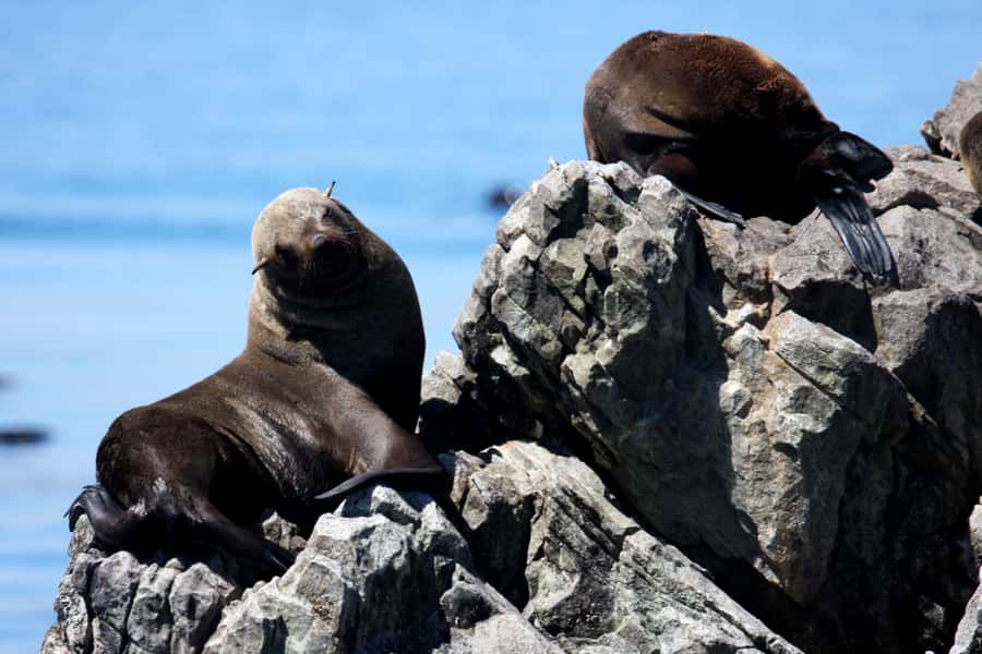 Gansbaai and Big 5 Sea Safari Full-Day Tour from Cape Town - Is the $202 price fair?