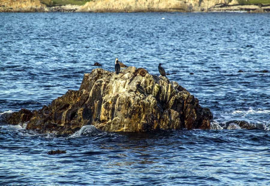 Gansbaai and Big 5 Sea Safari Full-Day Tour from Cape Town - Who should book this day trip?