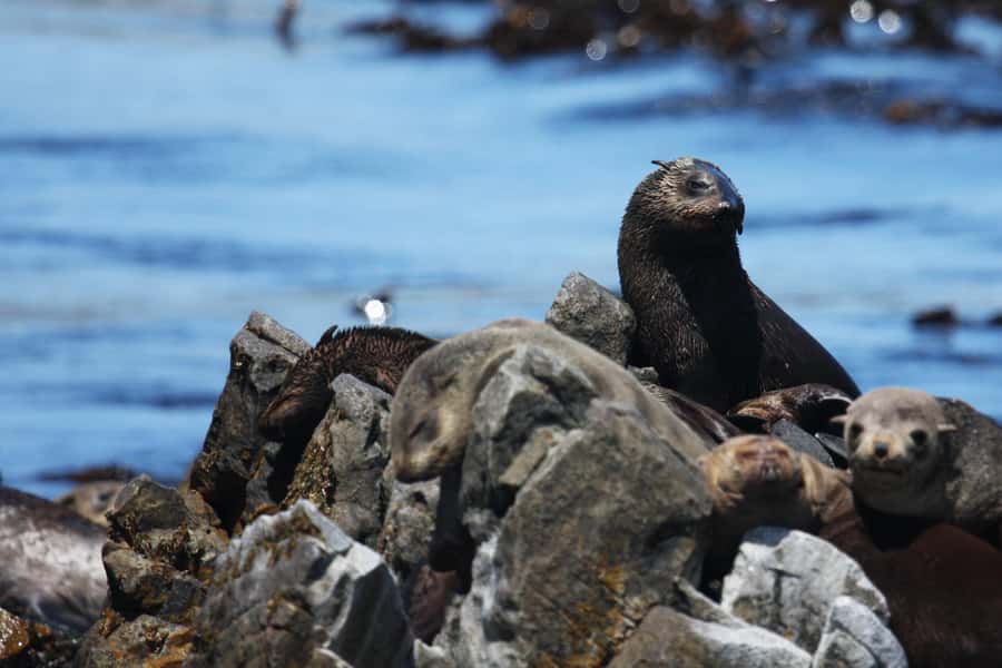 Gansbaai and Big 5 Sea Safari Full-Day Tour from Cape Town - Stony Point penguins or Harold Porter Garden