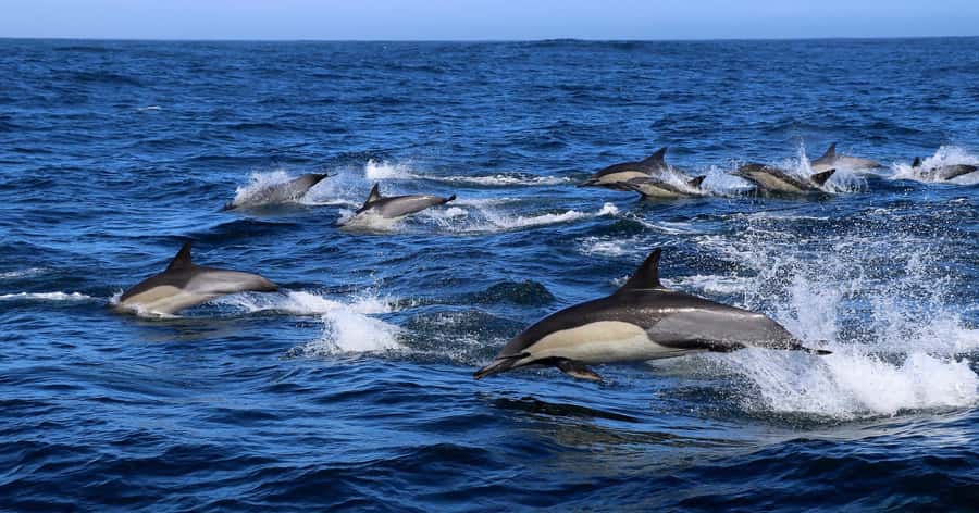 Gansbaai: Marine Big 5 Boat tour - Key points to know before booking