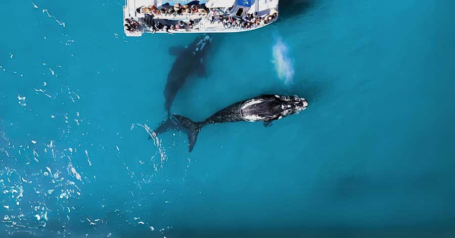 Gansbaai: Marine Big 5 Boat tour - Arriving at The Great White House in Kleinbaai