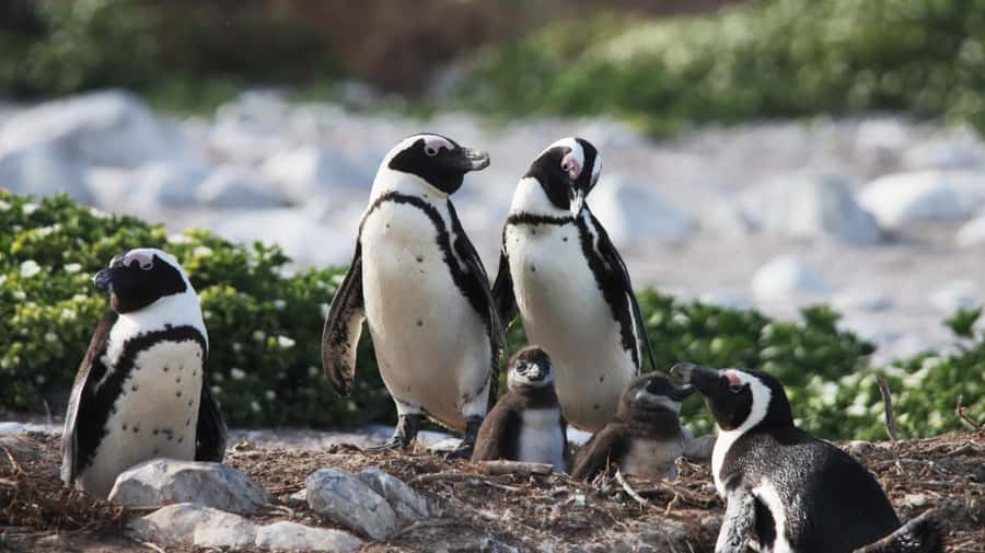 Gansbaai: Marine Big 5 Boat tour - Two hours at sea around Dyer Island