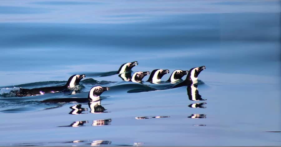 Gansbaai: Marine Big 5 Boat tour - What the Marine Big 5 means here