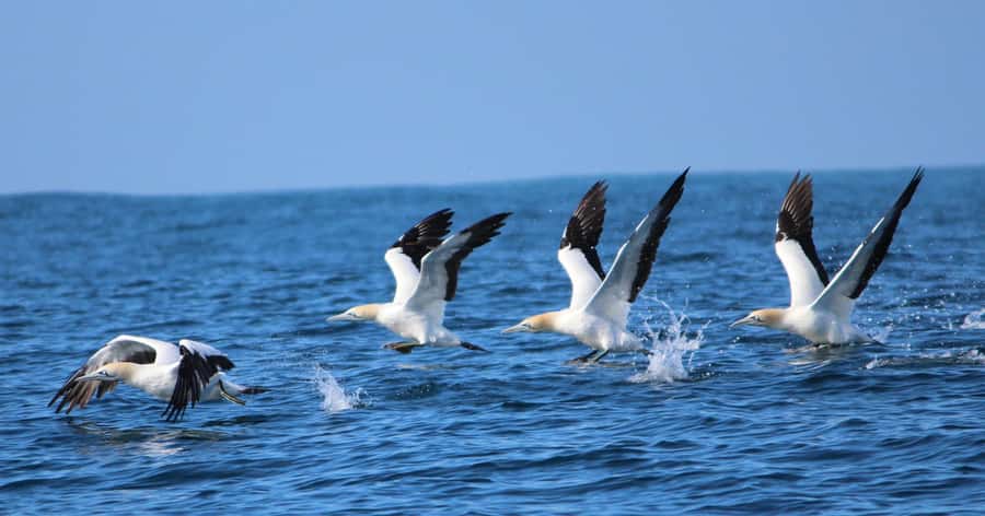 Gansbaai: Marine Big 5 Boat tour - The marine biologist makes the animals matter
