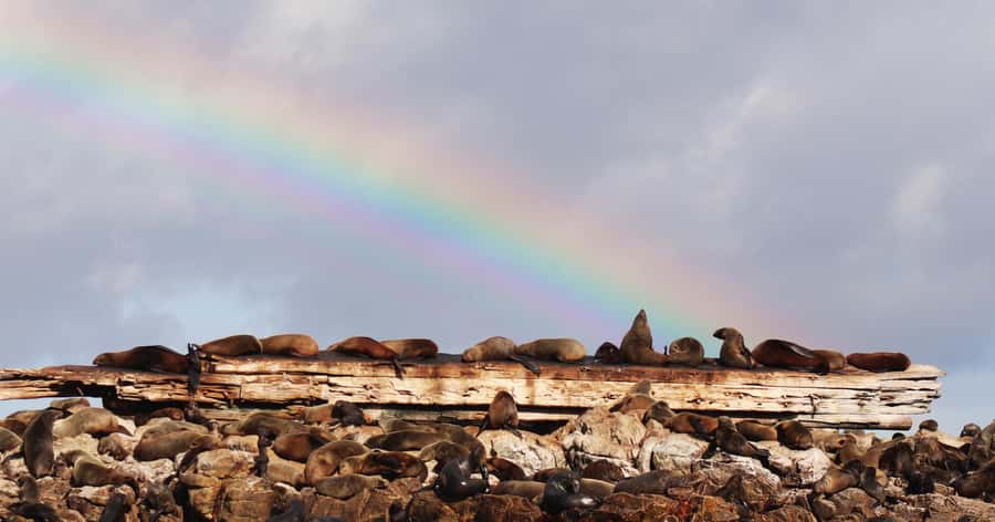 Gansbaai: Marine Big 5 Boat tour - Soup, bread, and the return to shore