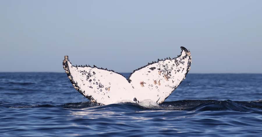 Gansbaai: Marine Big 5 Boat tour - Is $155 good value?