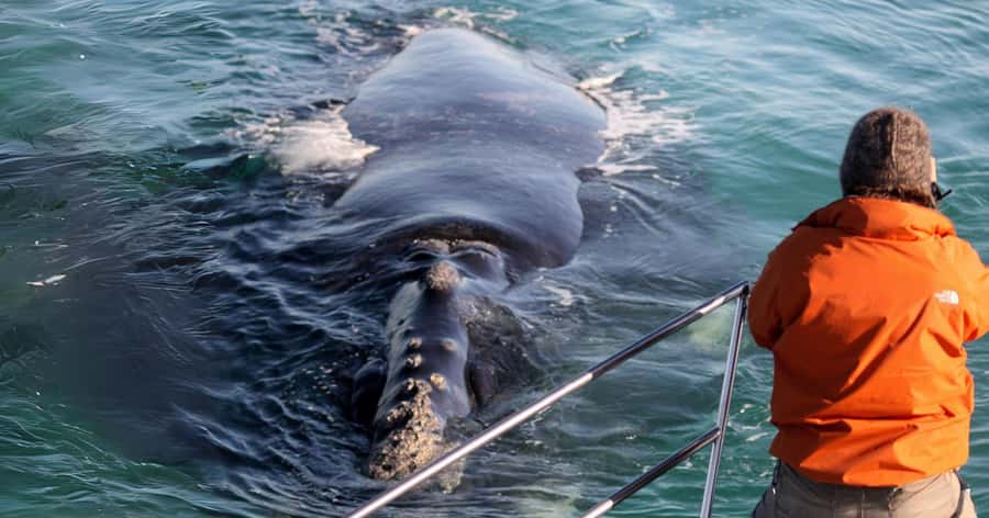 Gansbaai: Marine Big 5 Boat tour - Safety briefing, gear, and the walk to the harbor
