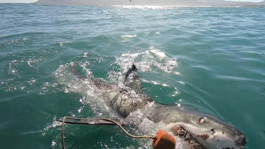 Gansbaai: Shark Cage Diving and Shark Viewing Boat Trip - Meeting the crew in Kleinbaai