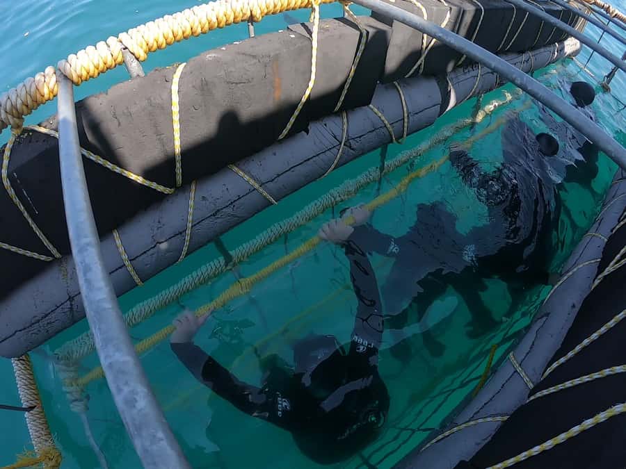 Gansbaai: Shark Cage Diving and Shark Viewing Boat Trip - Booking details that matter