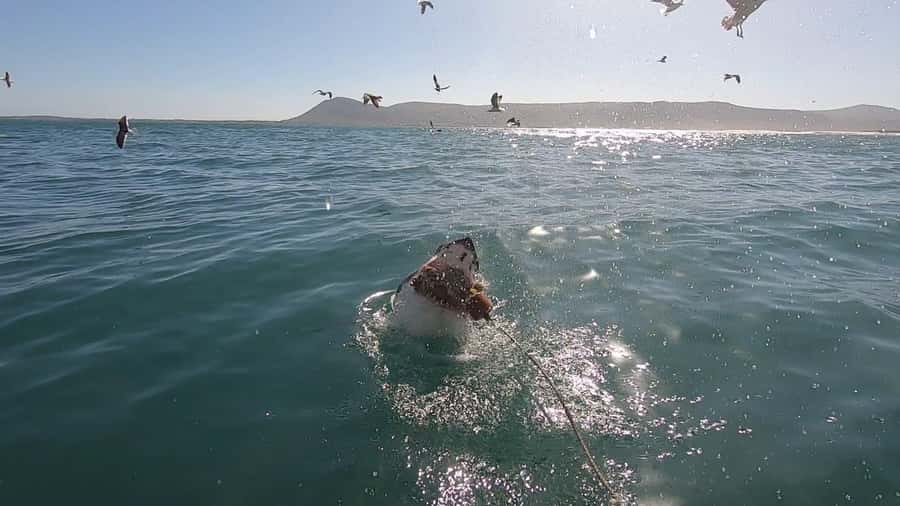 Gansbaai: Shark Cage Diving and Shark Viewing Boat Trip - Getting ready for the shark cage