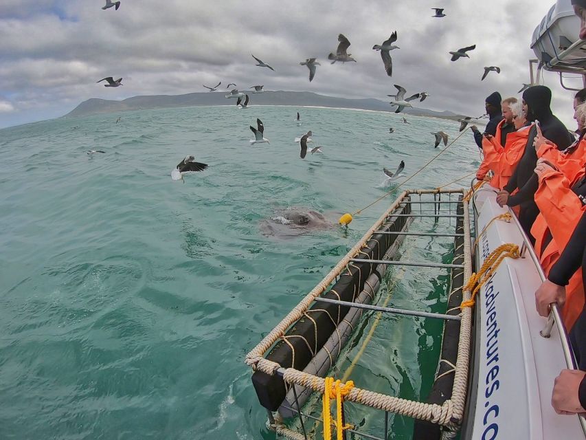 Gansbaai: Shark Cage Diving and Shark Viewing Boat Trip - The Marine Big 5 beyond sharks