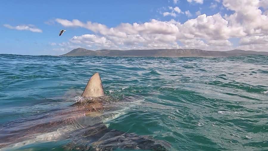 Gansbaai: Shark Cage Diving and Shark Viewing Boat Trip - Breakfast before, soup after