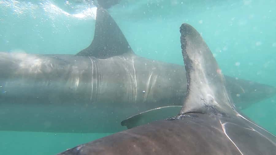 Gansbaai: Shark Cage Diving and Shark Viewing Boat Trip - Crew care and group atmosphere