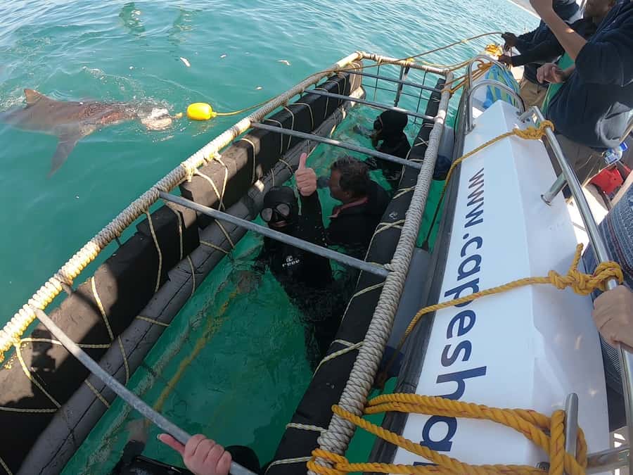 Gansbaai: Shark Cage Diving and Shark Viewing Boat Trip - Who should book this experience?