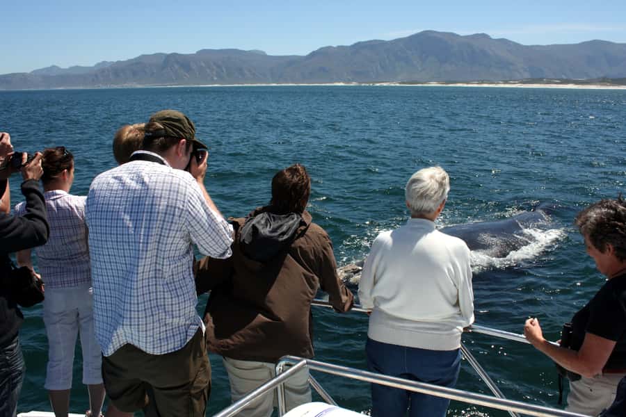 Gansbaai: Shark Dive & Whale Watching Combo Boat Trip - Should you book the Gansbaai combo?