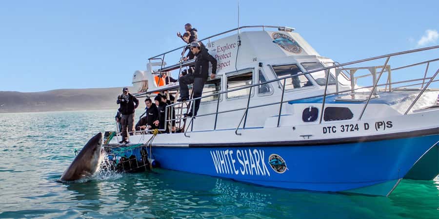 Gansbaai: Shark Dive & Whale Watching Combo Boat Trip - Why Gansbaai works for a two-animal marine trip
