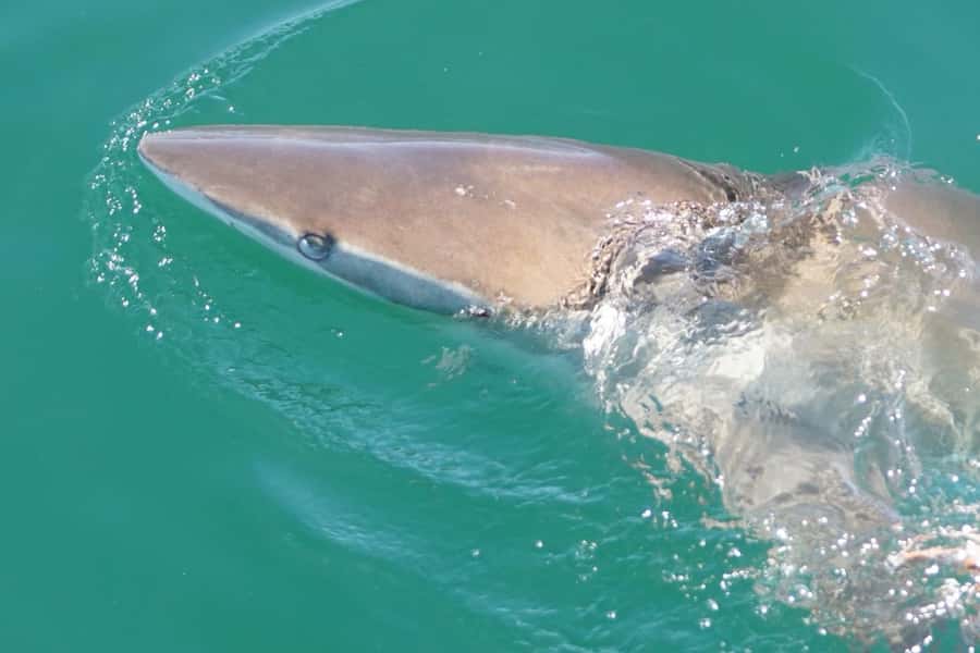 Gansbaai: Shark Dive & Whale Watching Combo Boat Trip - One long day or two easier days