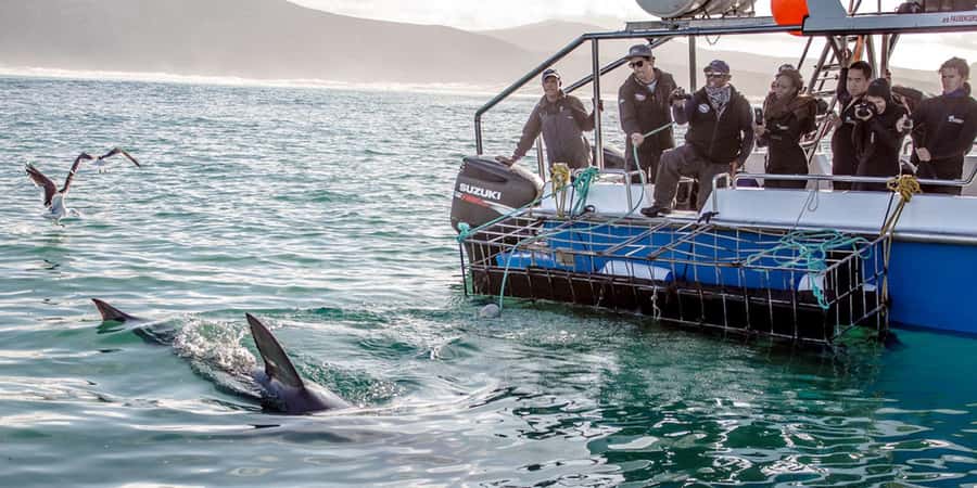 Gansbaai: Shark Dive & Whale Watching Combo Boat Trip - What to pack for the boats