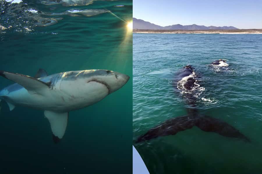 Gansbaai: Shark Dive & Whale Watching Combo Boat Trip - Value, refunds, and realistic expectations