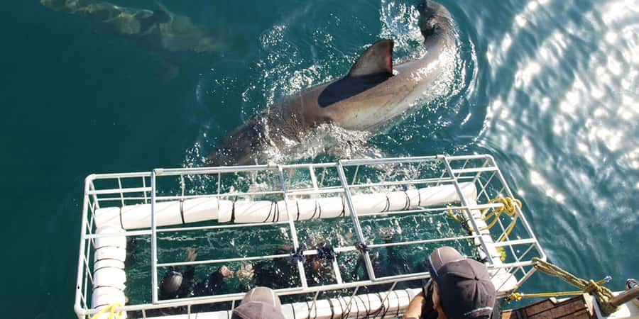 Gansbaai: Shark Dive & Whale Watching Combo Boat Trip - The shark outing from Kleinbaai Harbour