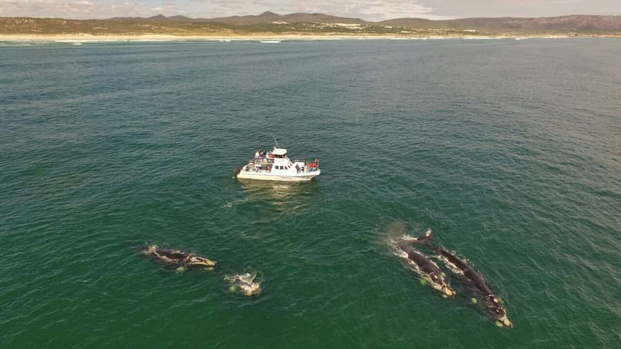 Gansbaai: Whale Watching Trip by Boat - Leaving Gansbaai Harbour for De Kelders