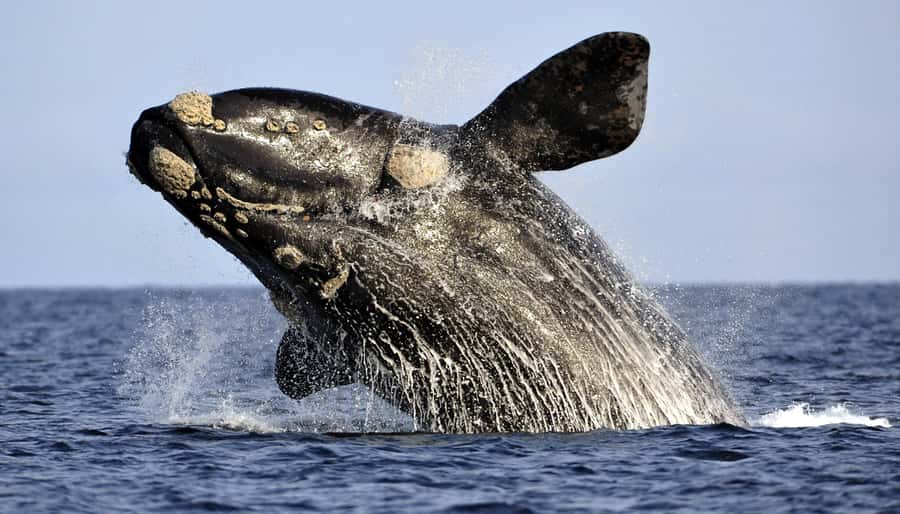Gansbaai: Whale Watching Trip by Boat - Watching mothers and calves in shallow water